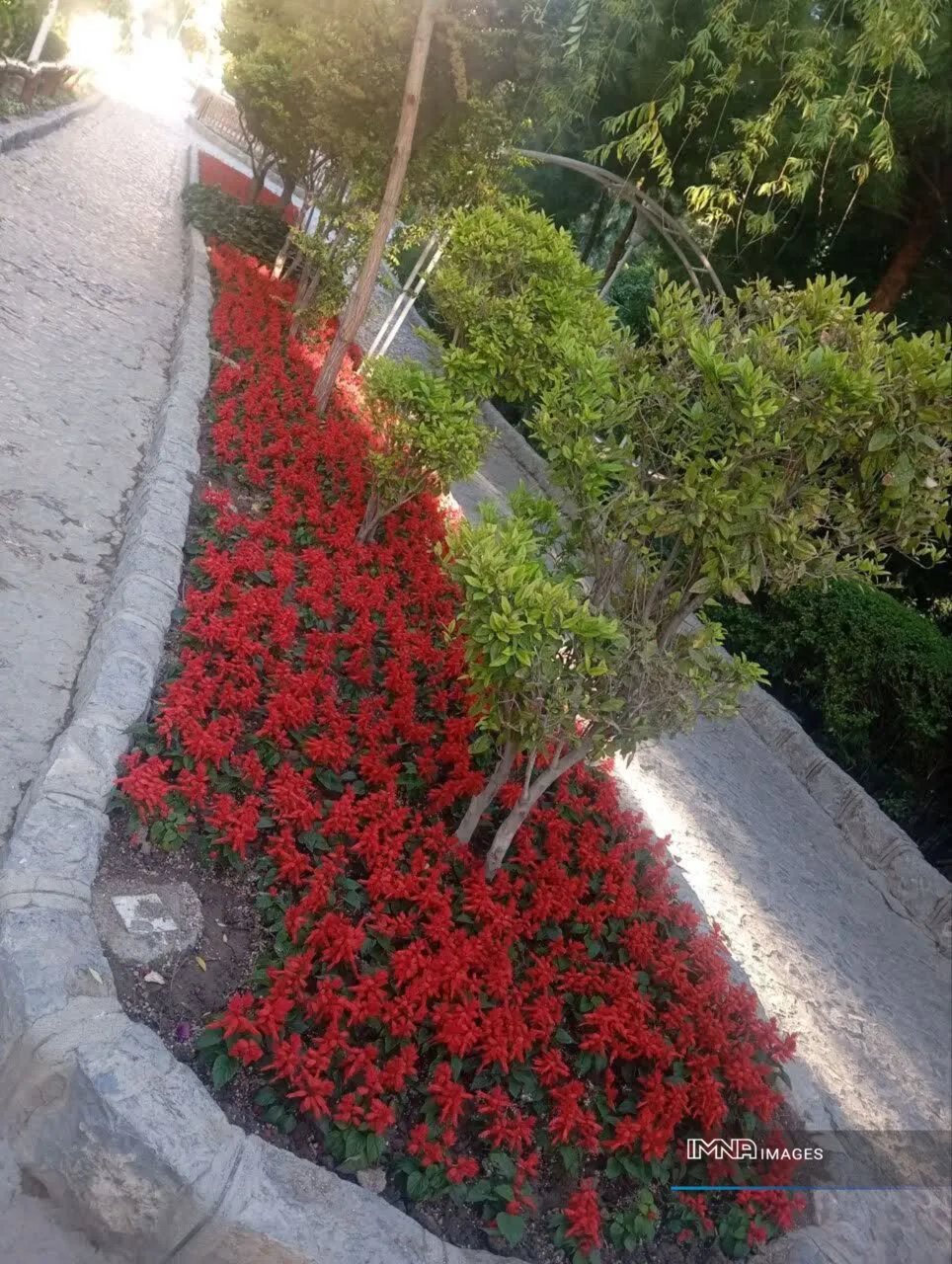 کاشت گل‌های داوودی و ۳۵۰ هزار گلدان گل فصلی در پارک صفه