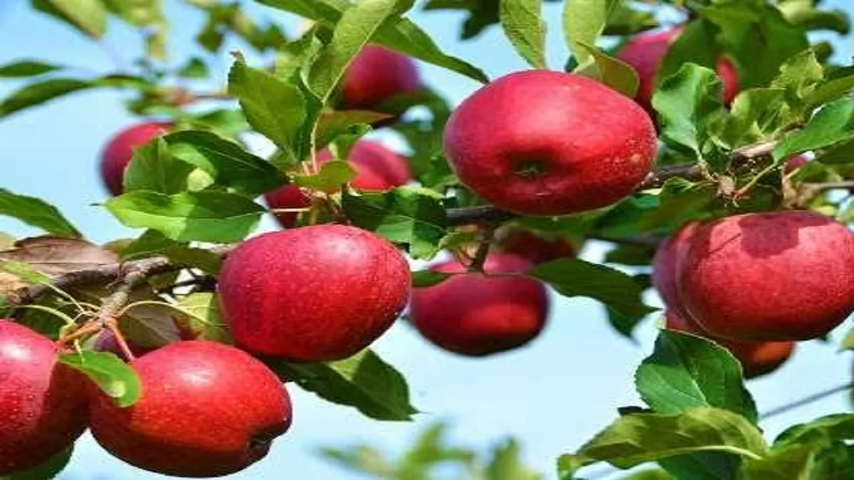 پیشبینی تولید بیش از ۱۷۰ هزار تن سیب در میانه