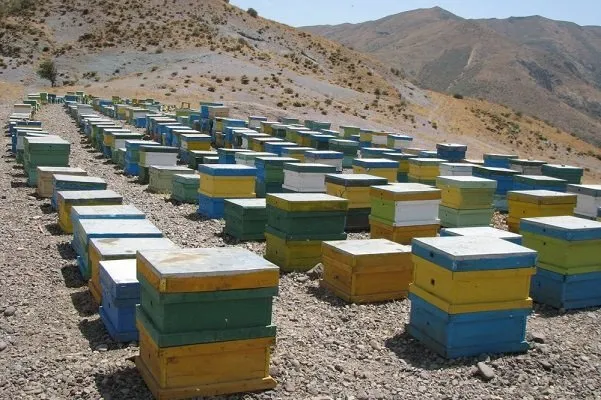 توسعه پایدار صنعت زنبورداری با هدف شفافسازی ظرفیتهای تولید عسل و محصولات جانبی