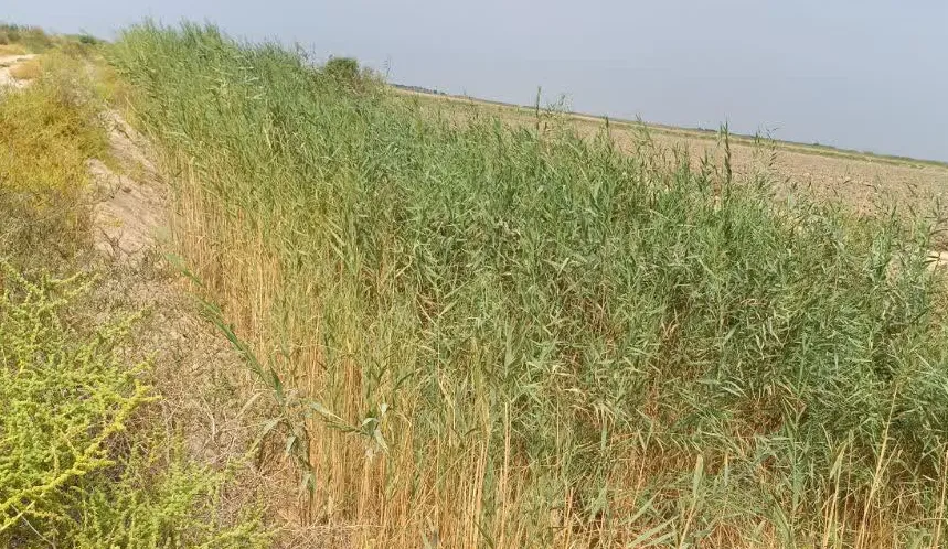 لایروبی زهکش‌های درجه ۳ و ۴ شهرستان هویزه  استان خوزستان