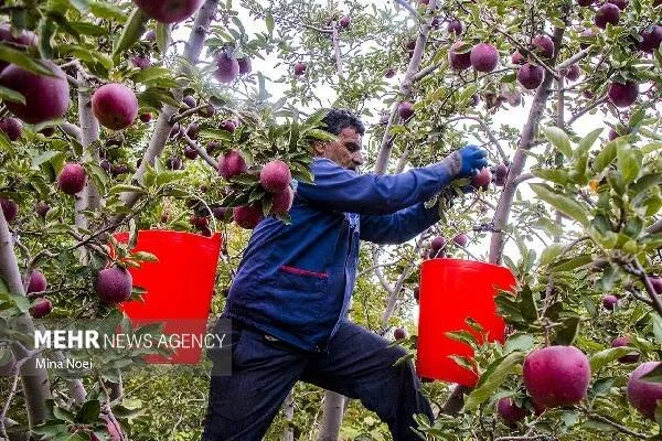 احمدی: سیب شیروان ظرفیت تبدیل به برندی جهانی را دارد