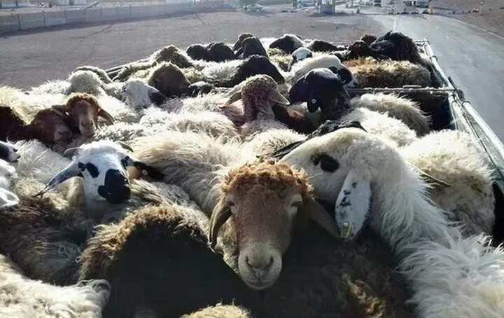 انهدام باند سارقان احشام در رابر