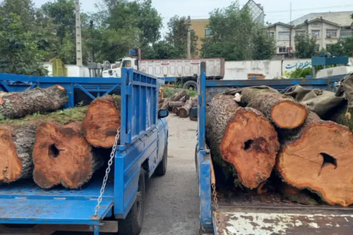 دستگیری ۶ عضو باند قاچاق چوب در جنگل‌های غرب مازندران