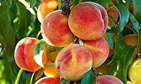 صادرات ۴۲ تُن هلو از ۴۱۲ هکتار باغهای مراغه