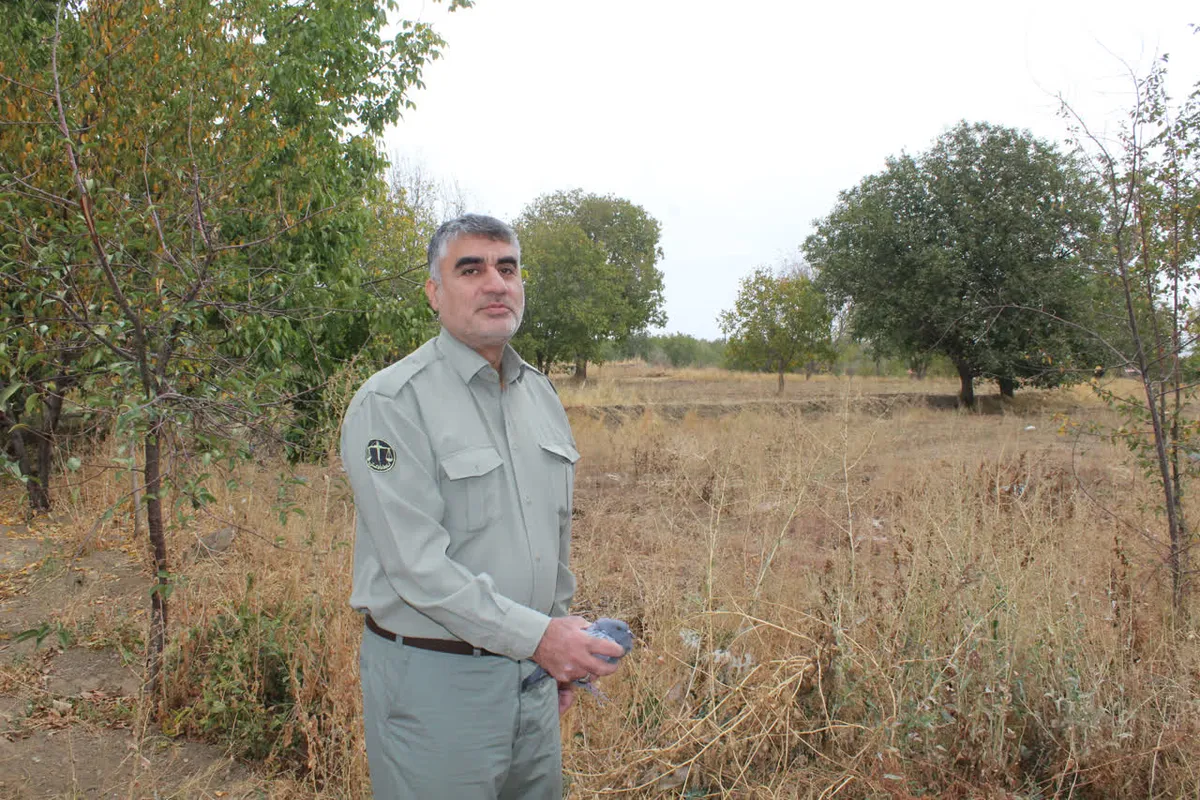 ۲۷ قطعه کبوتر وحشی از اسارت تا آزادی؛ بازگشت به طبیعت در آستانه روز محیط‌بان در همدان