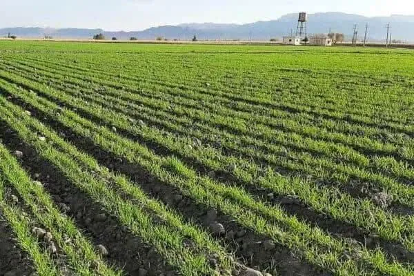پیشبینی کشت جو در ۵۵۰۰ هکتار از اراضی زراعی داراب