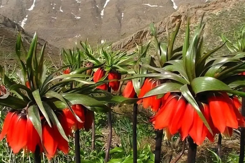 اخبار استان اصفهان , گردشگری ,