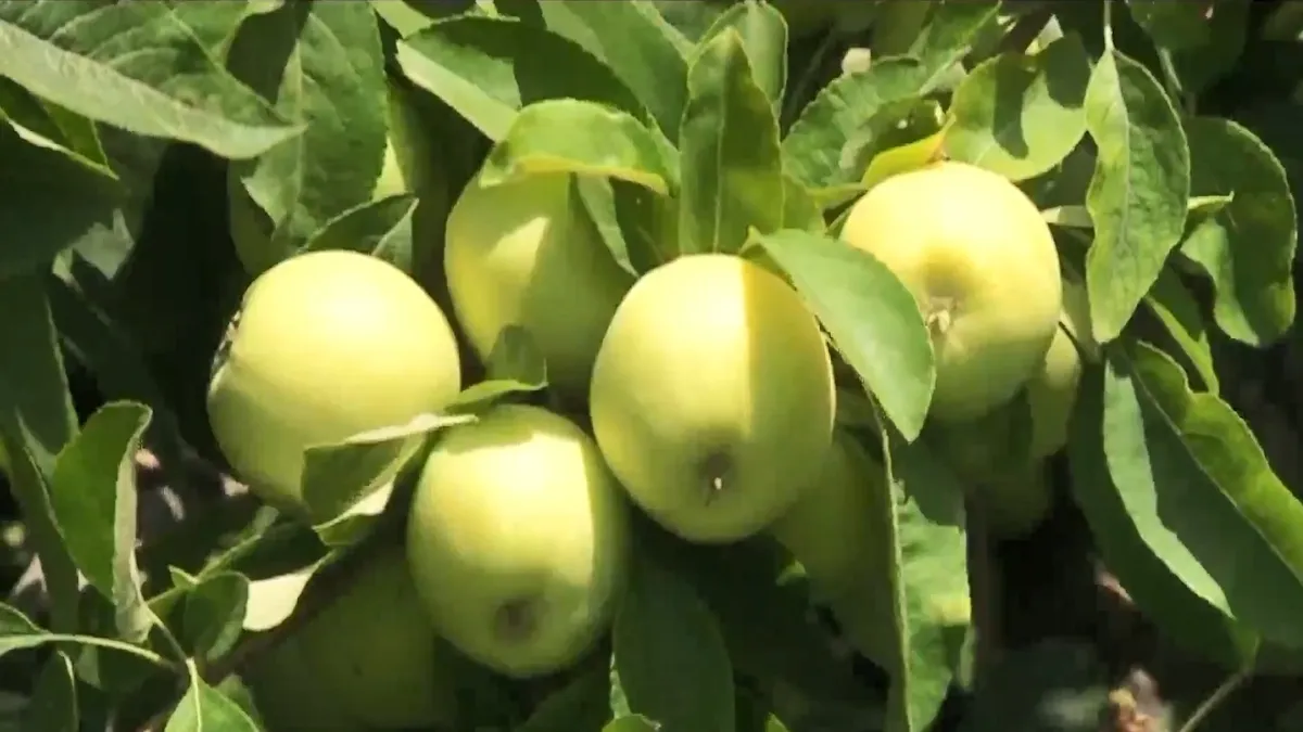مراغه قطب تولید سیب آذربایجان شرقی