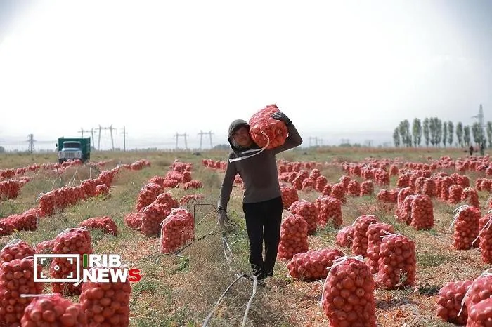 برداشت بیش از ۶۹ هزار تُن پیاز از مزارع آذربایجان شرقی