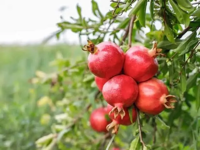 پیش بینی تولید ۲ هزار و ۵۰۰ تن انار شیرین در ارسنجان