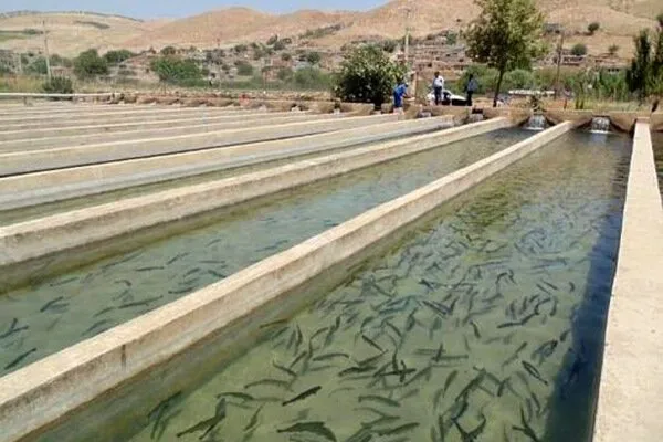 اکبری: تولید ۱۰ هزار تن ماهی قزلآلا در استان مرکزی هدفگذاری شد