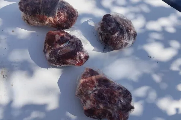 کشف گوشت کل وحشی از منزل متخلف سابقهدار در یاسوج