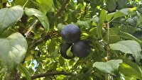 برداشت بیش از ۲۸ هزار تن آلو از باغات شهرستان ارومیه