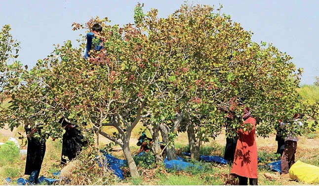 چالشهای صادرات پسته رفسنجان