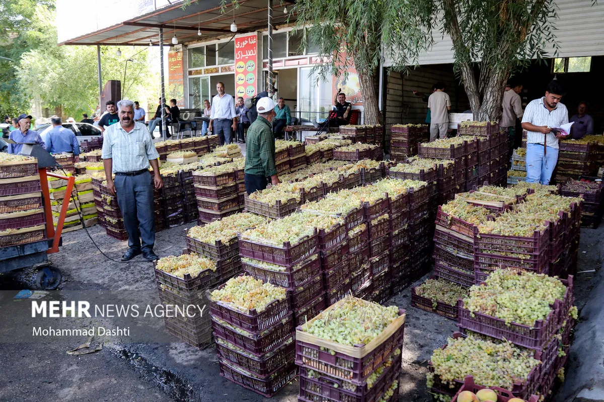 فصل برداشت انگور و بازار داغ باغ‌داران مشگین‌شهر