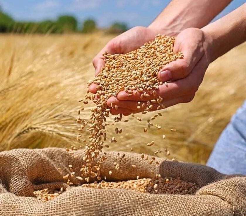 خرید ۳۷۰ هزار تن گندم مازاد در آذربایجان شرقی