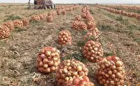 پیشبینی برداشت بیش از ۱۲۰ هزار تن پیاز از مزارع آذربایجان غربی