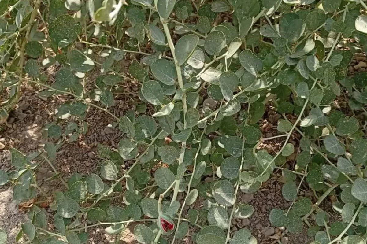 کبر؛ گزینه تازه گلستان برای احیای اراضی کمبازده