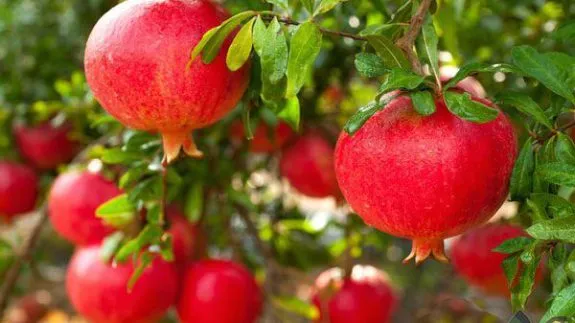 آغاز برداشت انار در خضرآباد