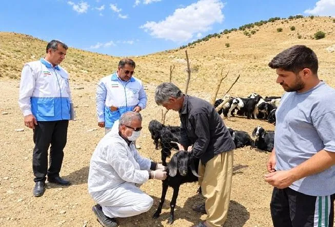 بهره مندی ۹۰۰ خانوار عشایری شهرستان هامون از خدمات دامپزشکی