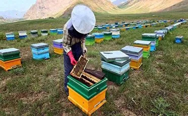 اجرای طرح ملی سرشماری زنبورستانها در گیلان