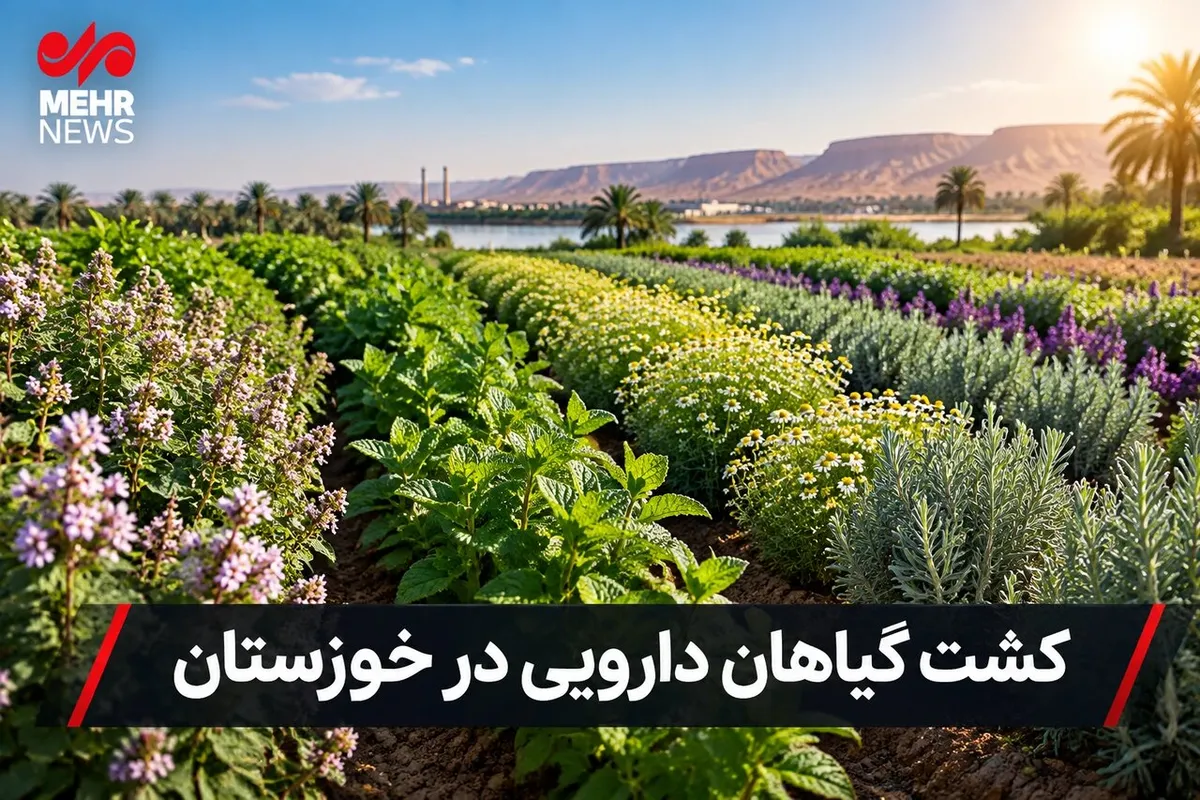 توسعه کشت گیاهان دارویی؛ راهبردی نو برای اقتصاد کشاورزی خوزستان