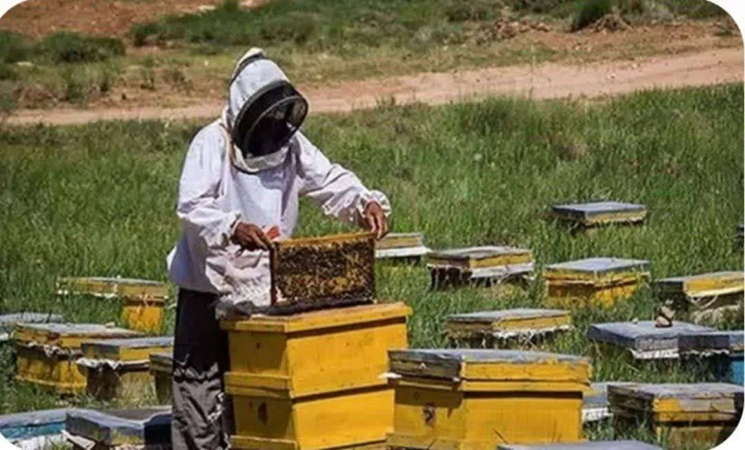 آغاز سرشماری زنبورستان‌های شهرستان جویم استان فارس