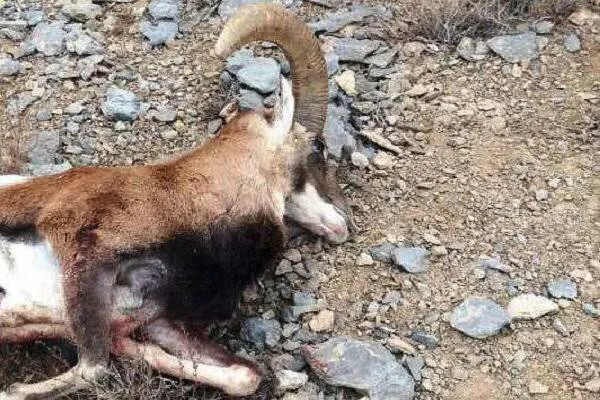 کشف لاشه یک رأس کل وحشی درتربتحیدریه