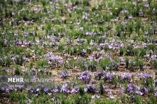 اجرای کشت نوین زعفران به روش ایروپونیک در روستای شادخال شفت