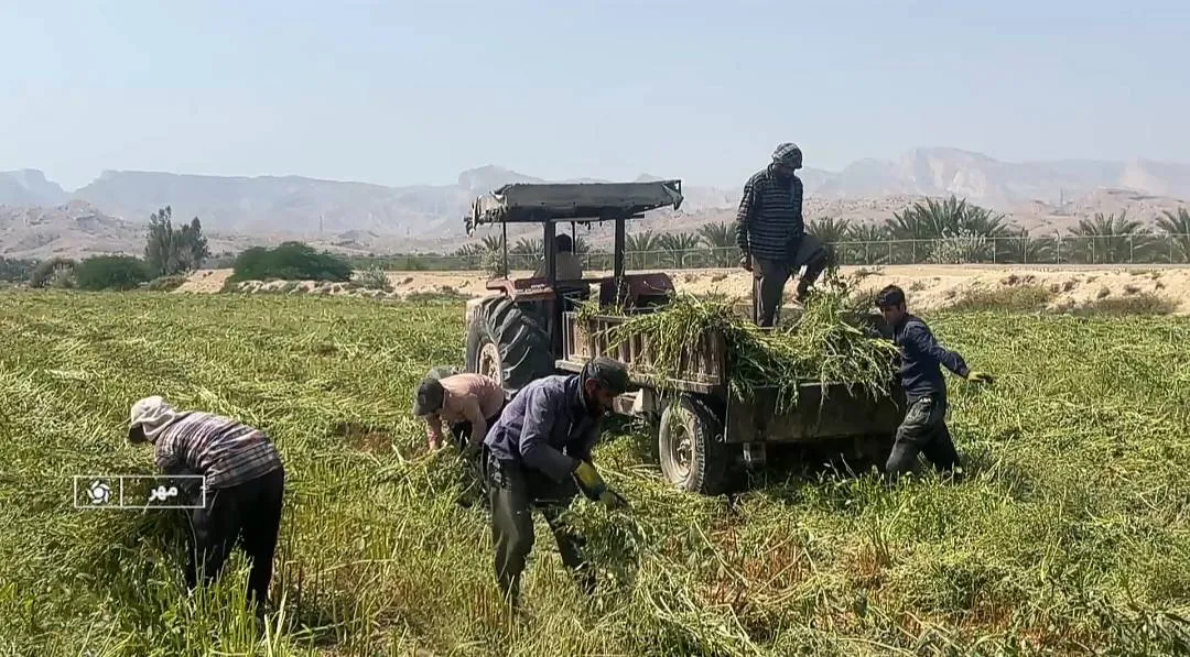آغاز برداشت کنجد در شهرستان مهر فارس