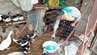 طیور کرمانشاه درمقابل نیوکاسل واکسینه شدند