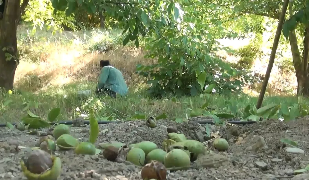 پرداخت غرامت به کشاورزان کردستانی