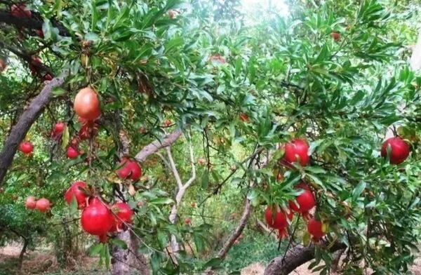پیش بینی برداشت بیش از ۱۸ هزار تن یاقوت سرخ در مرودشت