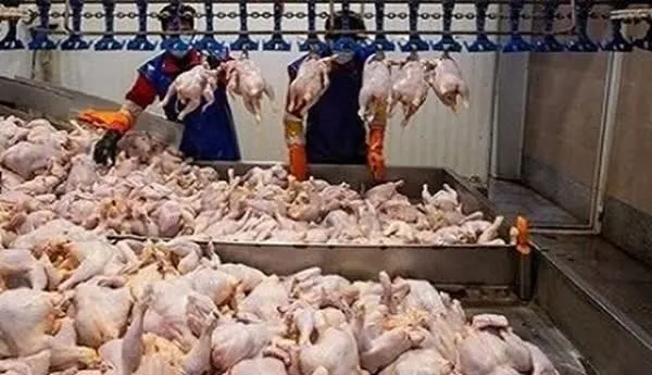 خرید حمایتی ۱۵۳۸ تنی مرغ منجمد در فارس