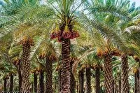 از بین رفتن ۲۵ هزار اصله نخل در آتشسوزیهای پارسال در خوزستان