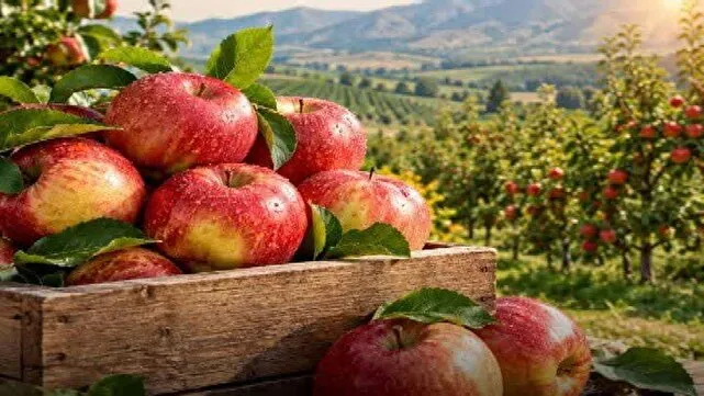 رکورد تولید ۱۱۰ هزار تنی سیب در شهرستان سلماس