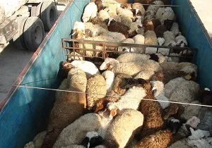 توقیف ۲ خودرو حامل ۳۹ راس گوسفند قاچاق در تربت جام