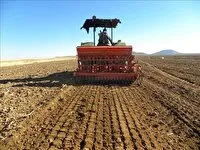 آغاز کشت طلای سرخ در ۳۵ هکتار مزارع شهرستان آباده