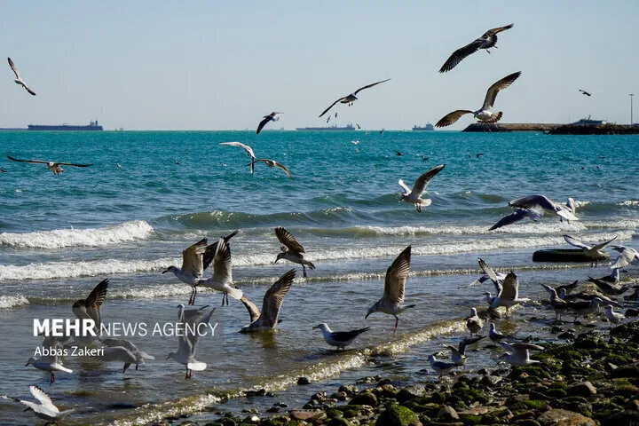 تداوم مواج بودن سواحل استان بوشهر تا چهارشنبه؛ دمای هوا افزایش می‌یابد