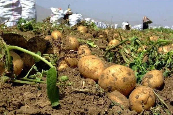 برداشت سیبزمینی از مزارع شاهرود؛ پیشبینی تولید ۳۵۰۰ تن محصول