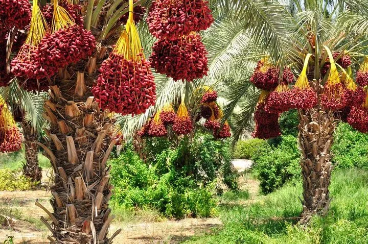 خرمای داراب شناسنامه دار شد