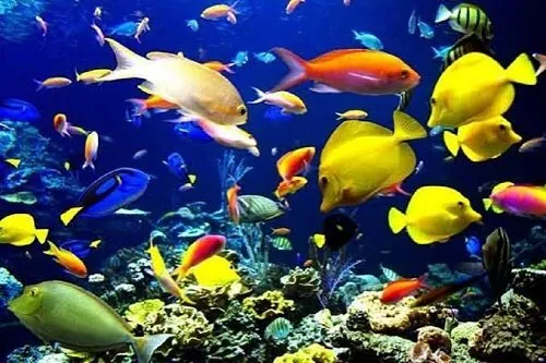 صادرات ۶۰هزار قطعه ماهی زینتی از قزوین به ترکیه