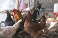 معرفی متخلف عرضه و کشتار غیرمجاز مرغ زنده در لالی به مراجع قضایی