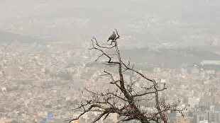 ثبت هوای آلوده در ۱۱ شهر خوزستان