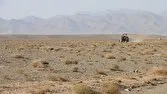 نهالکاری ۳۳ هکتار از عرصههای بیابانی پلنگدره قم