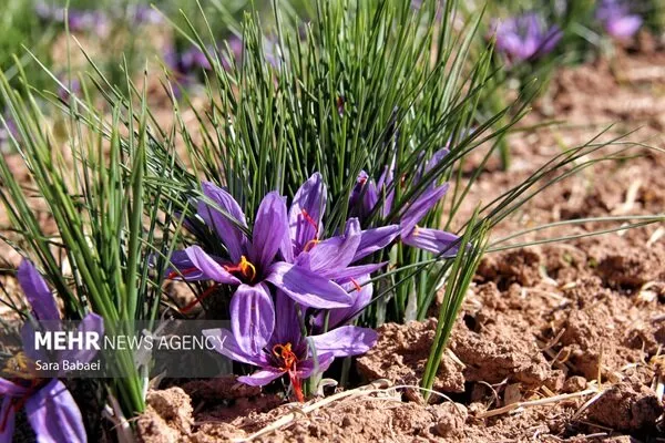 بهاباد از ۲۷ آبان میزبان جشنواره زعفران و «به» می‌شود