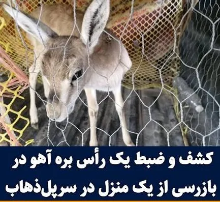 کشف و رهاسازی یک رأس برهآهو در سرپلذهاب با همکاری محیط زیست و پلیس اطلاعات