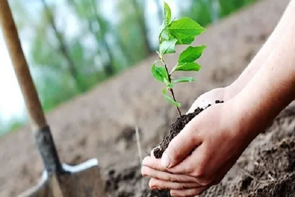 کاشت نهال در استادیوم ولایت سمنان به مناسبت هفته تربیت بدنی