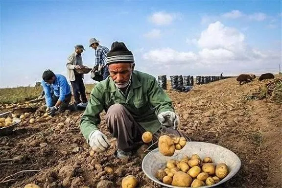 نان روستا در گرو فصل بعد