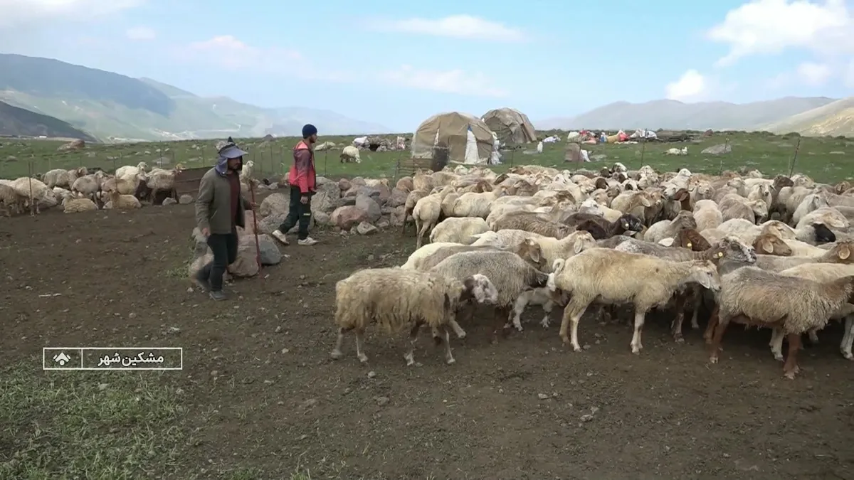 ثبتنام عشایر اردبیل برای وام نهادههای دامی آغاز شد